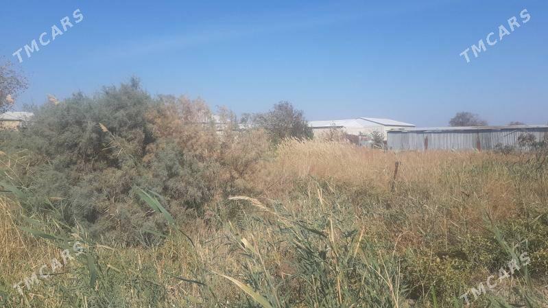 Satlyk Mellek - Sakarçäge - img 3