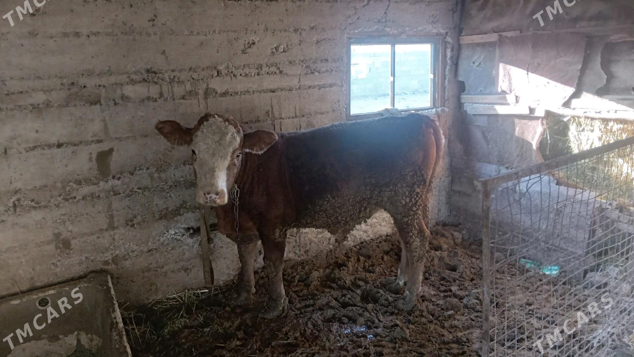 Sygyr tuwe okiz - Гёкдепе - img 2