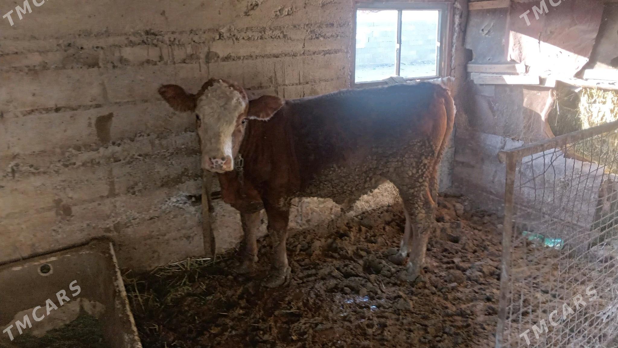 Sygyr tuwe okiz - Гёкдепе - img 3