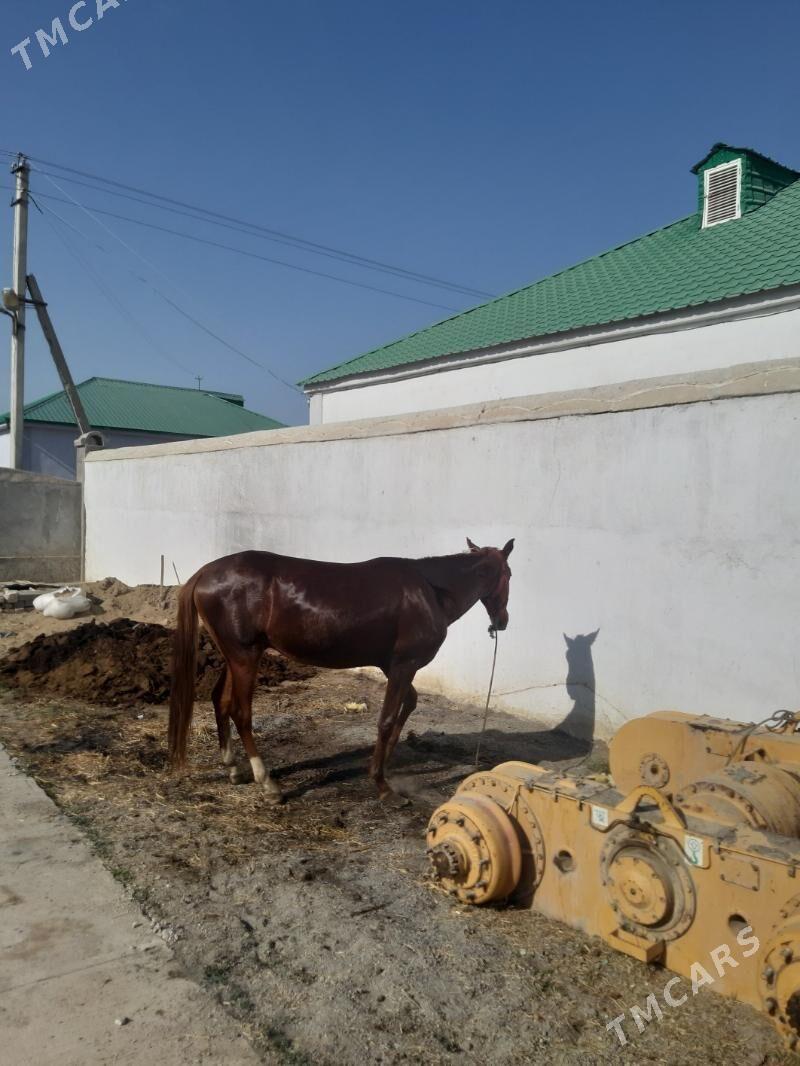 at bedew - Гёкдепе - img 2