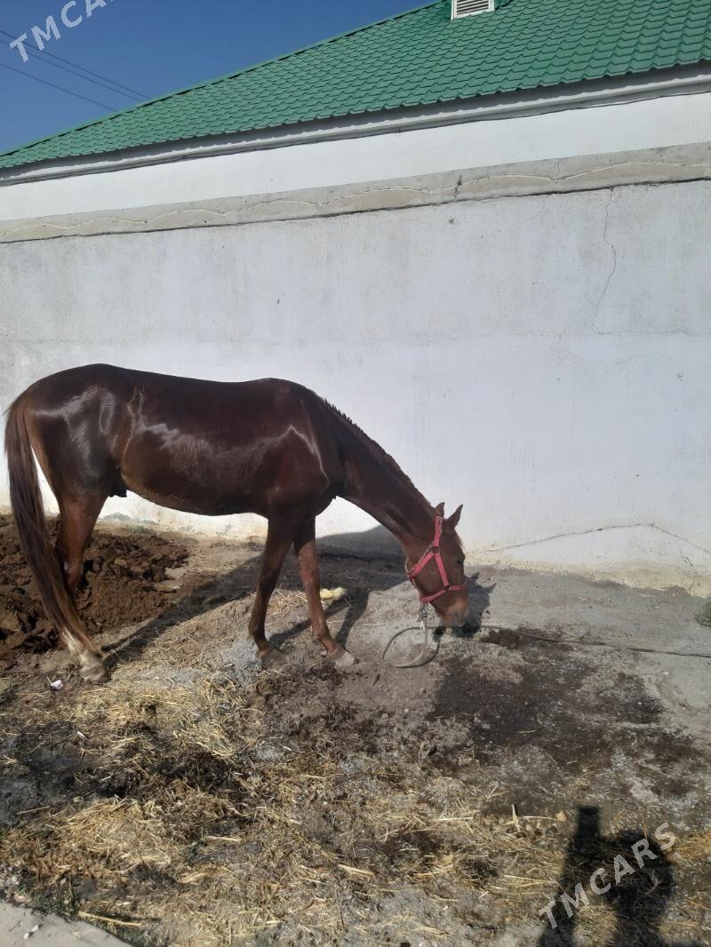 at bedew - Гёкдепе - img 3