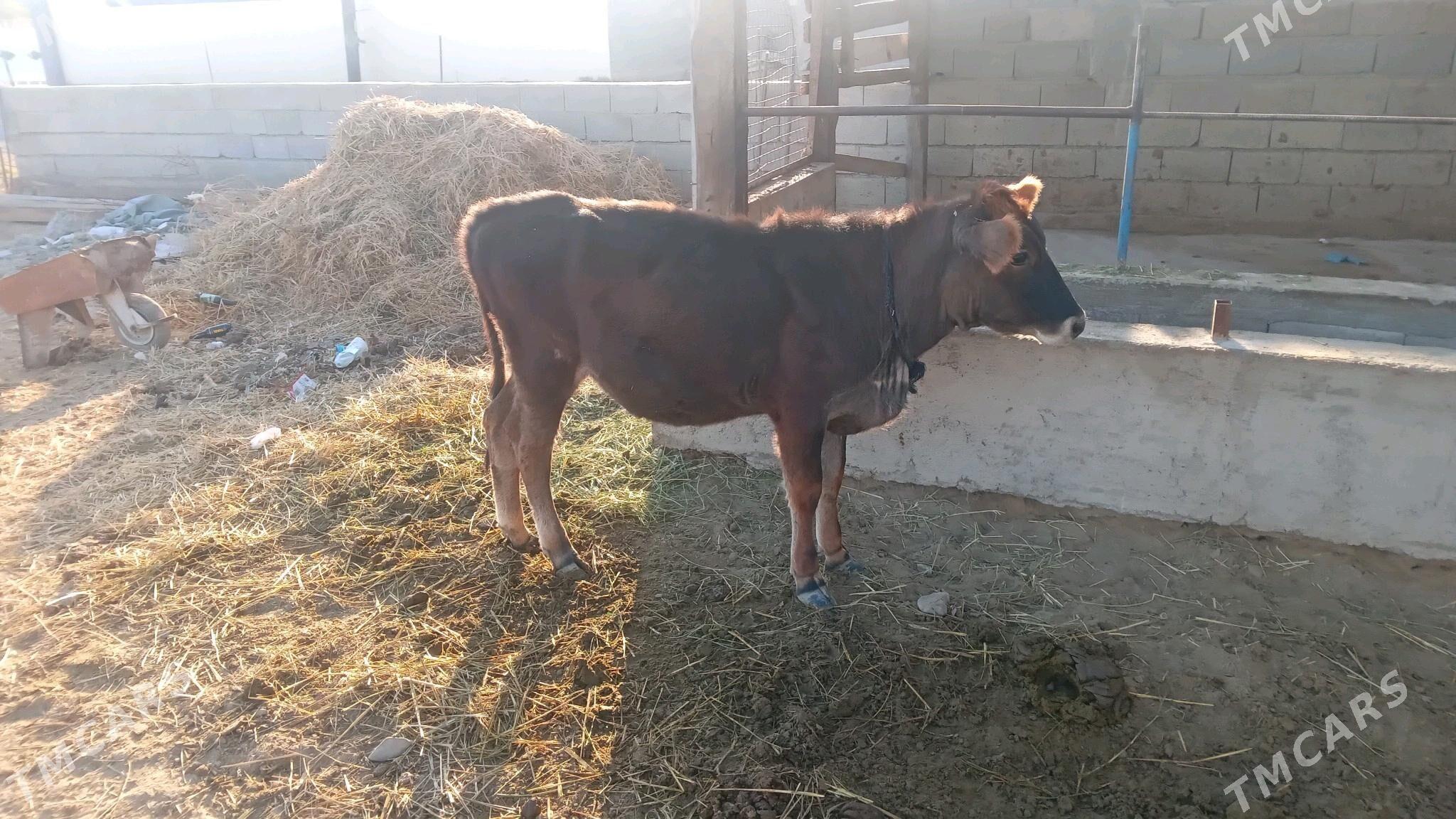 Sygyr tuwe okiz - Гёкдепе - img 1