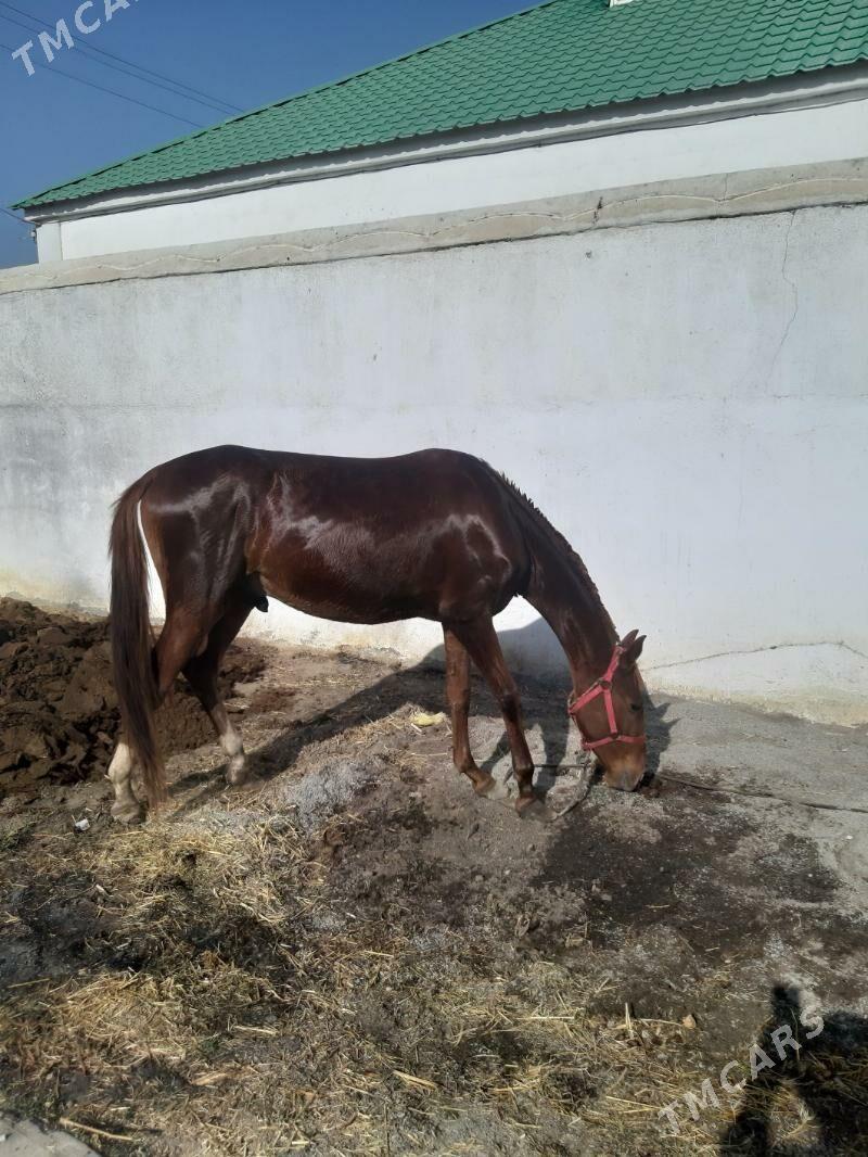 at bedew - Гёкдепе - img 1