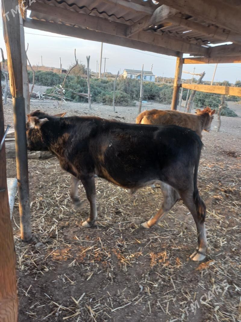 sygyr - Etrek - img 1