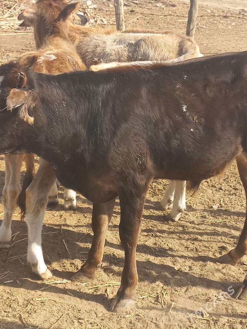 sygyr - Etrek - img 6