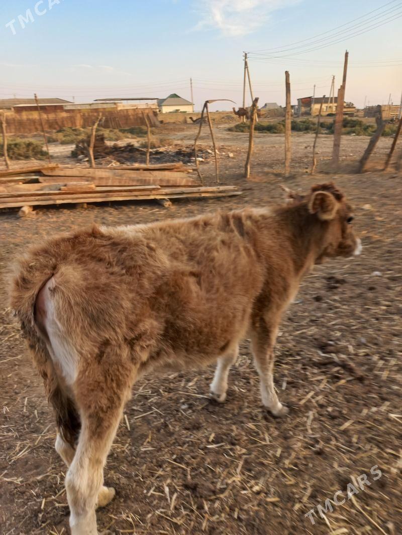 sygyr - Etrek - img 2