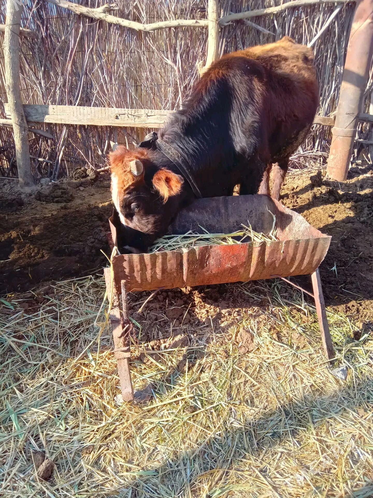 öküz - Бабадайхан - img 3