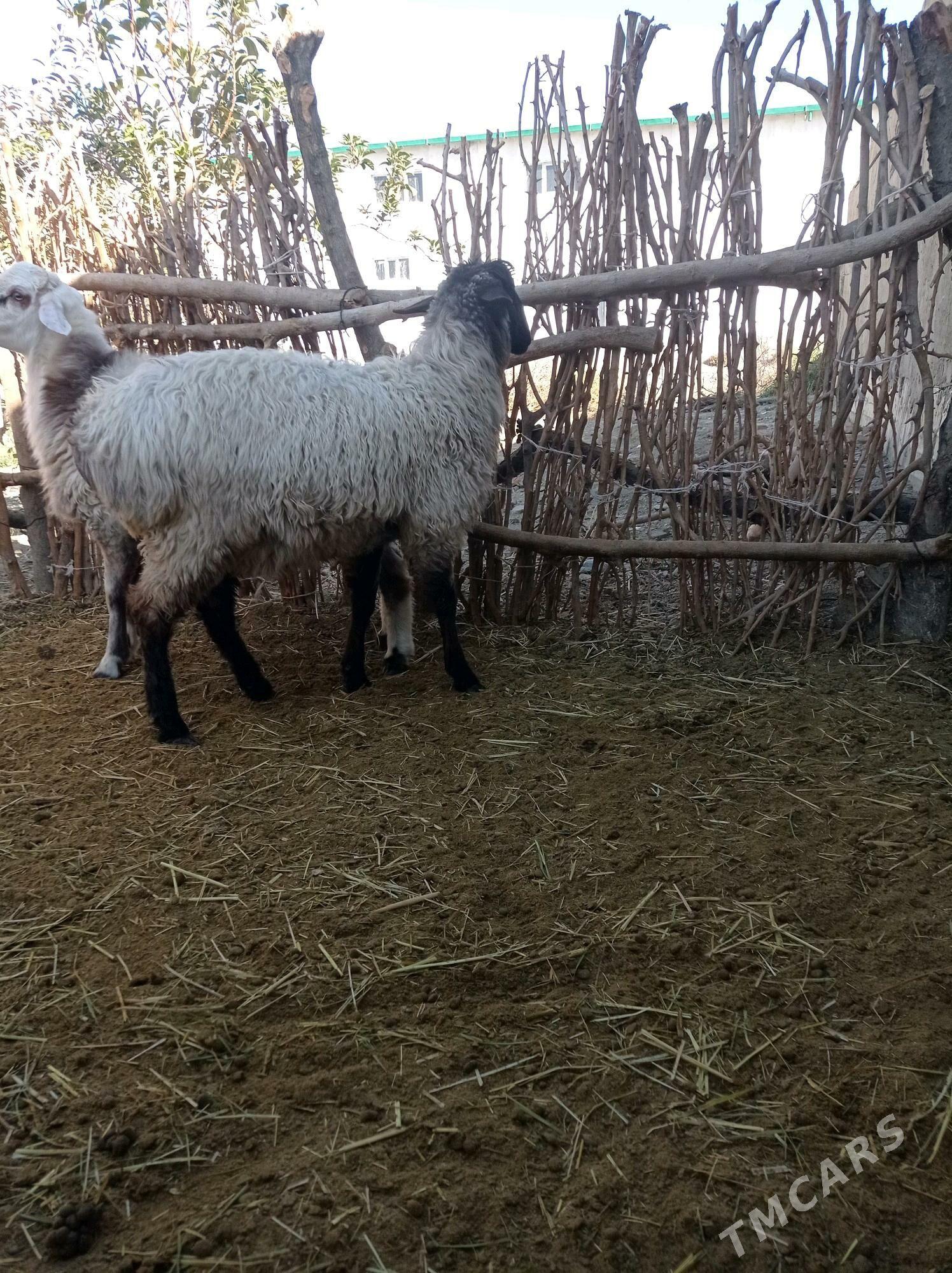 goc - Bäherden - img 2