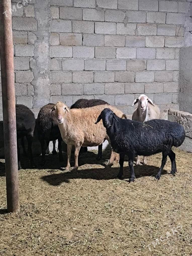 GÌSAR GOÝUN - Änew - img 1