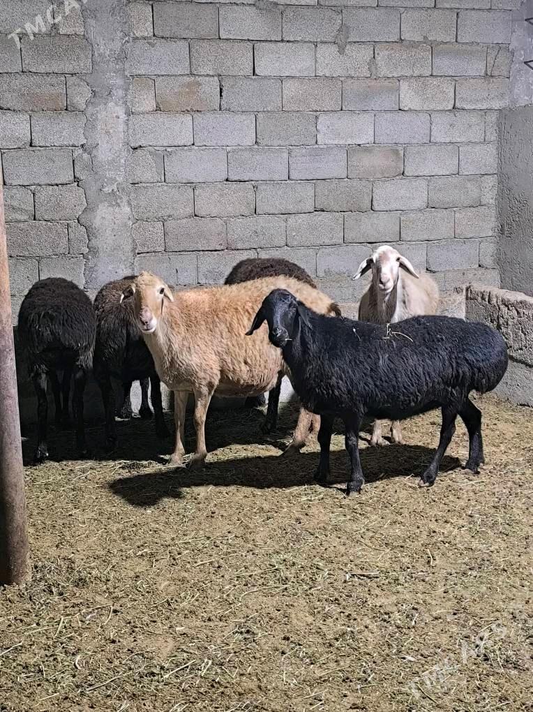 GÌSAR GOÝUN - Änew - img 2