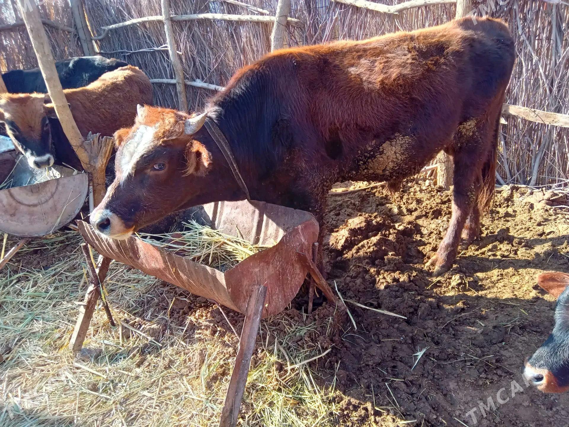 öküz - Бабадайхан - img 1