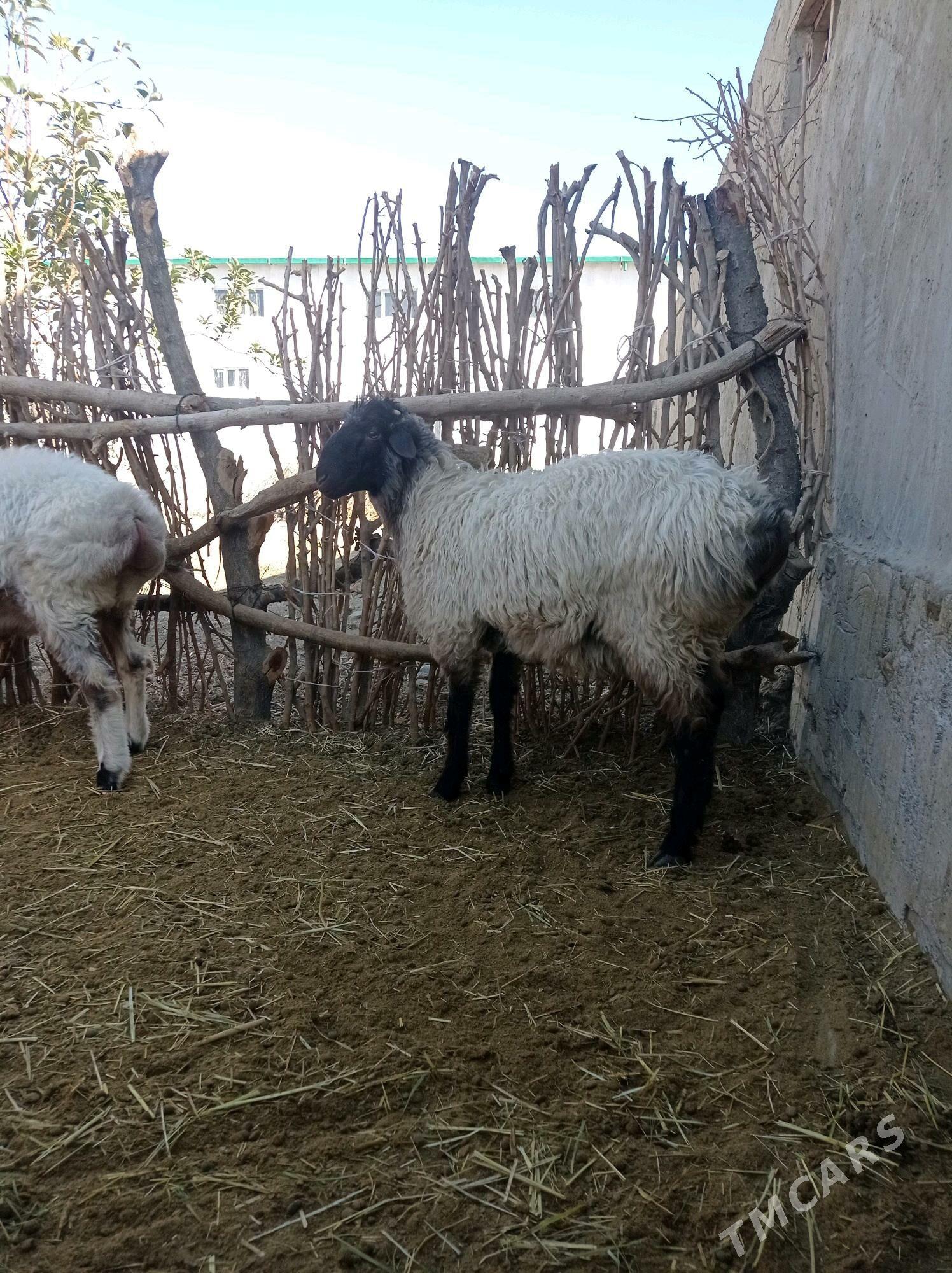 goc - Bäherden - img 1