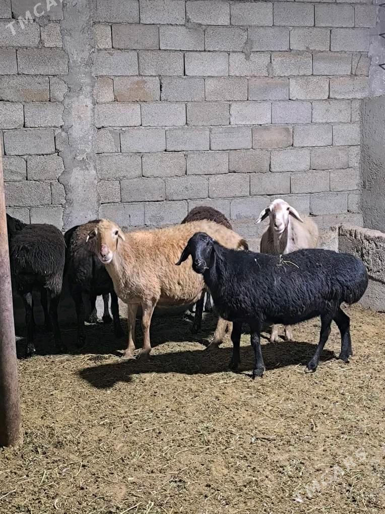 GÌSAR GOÝUN - Änew - img 3