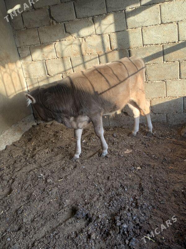 okuz - Бузмеин - img 1