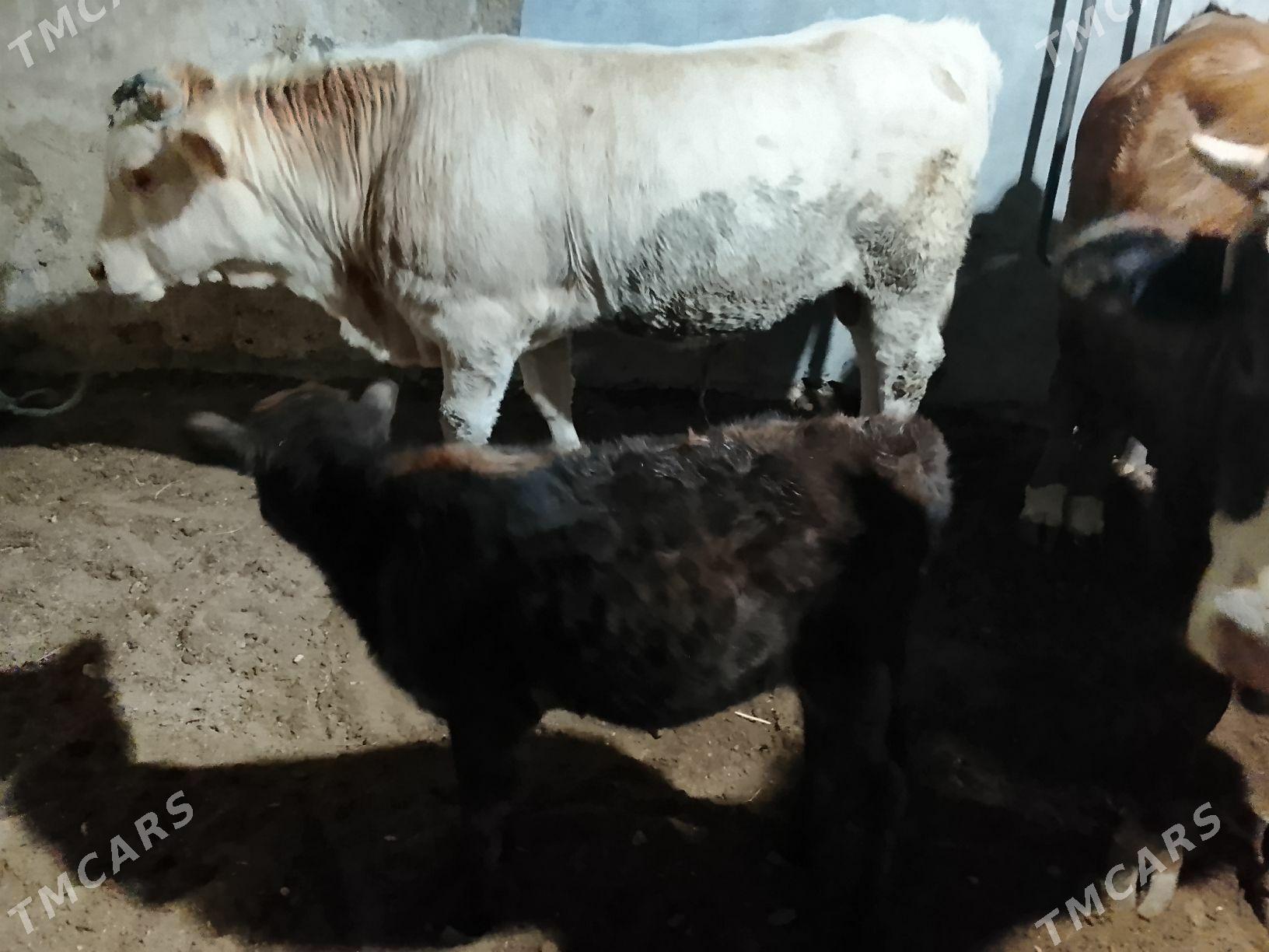 sygyr - Балканабат - img 2