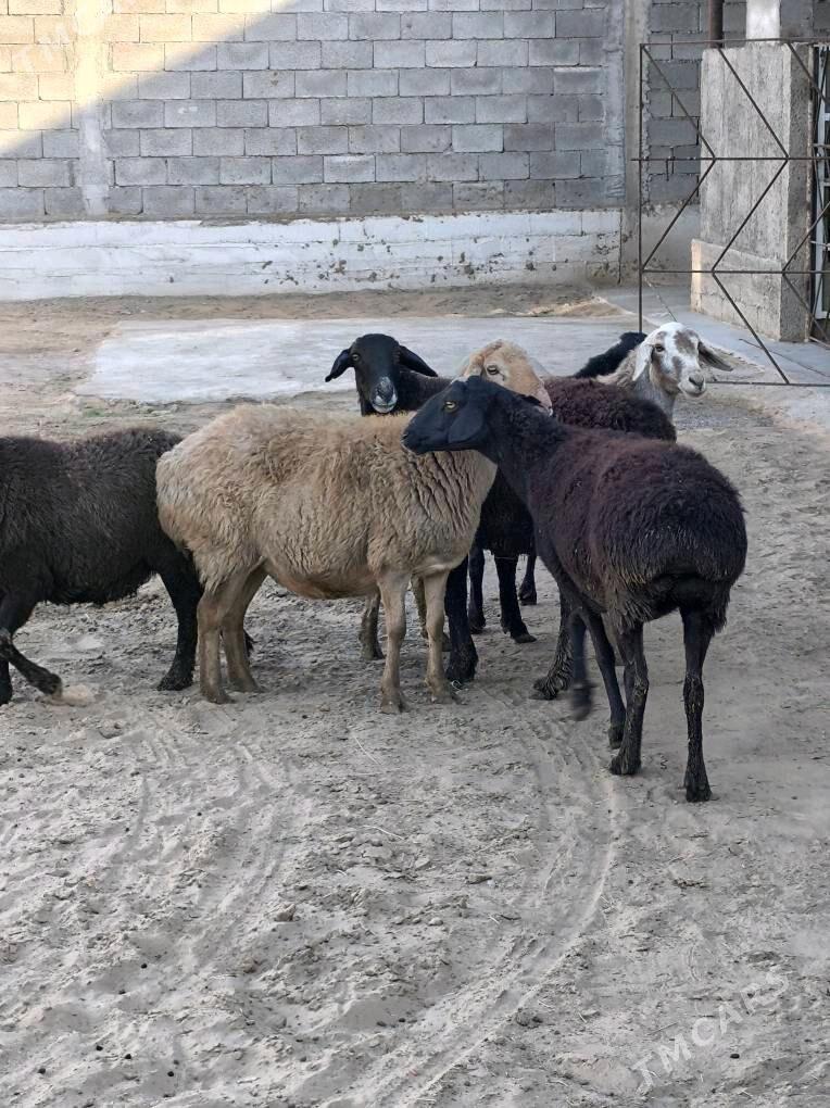 GÌSAR GOÝUN - Änew - img 10