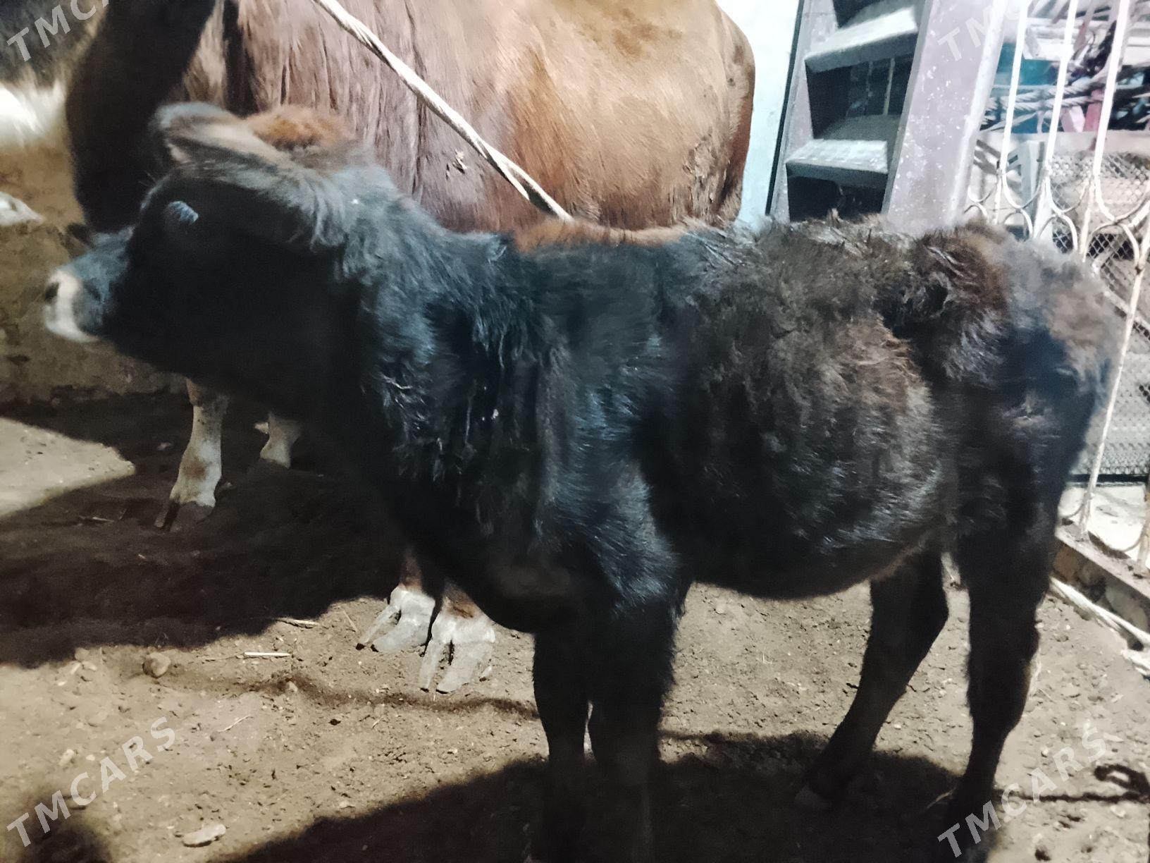 sygyr - Балканабат - img 3