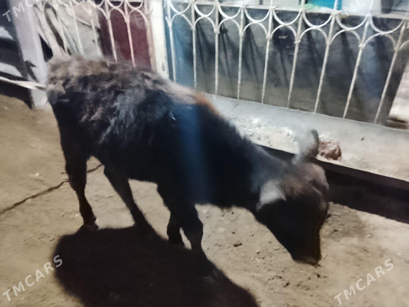 sygyr - Балканабат - img 4