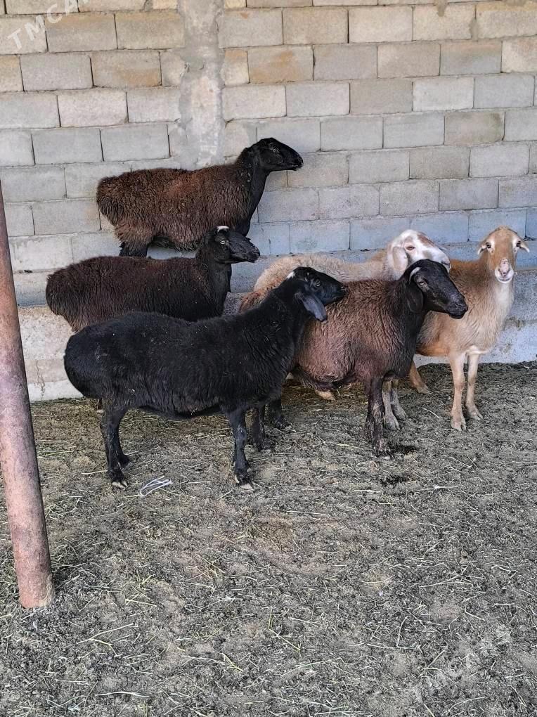 GÌSAR GOÝUN - Änew - img 8