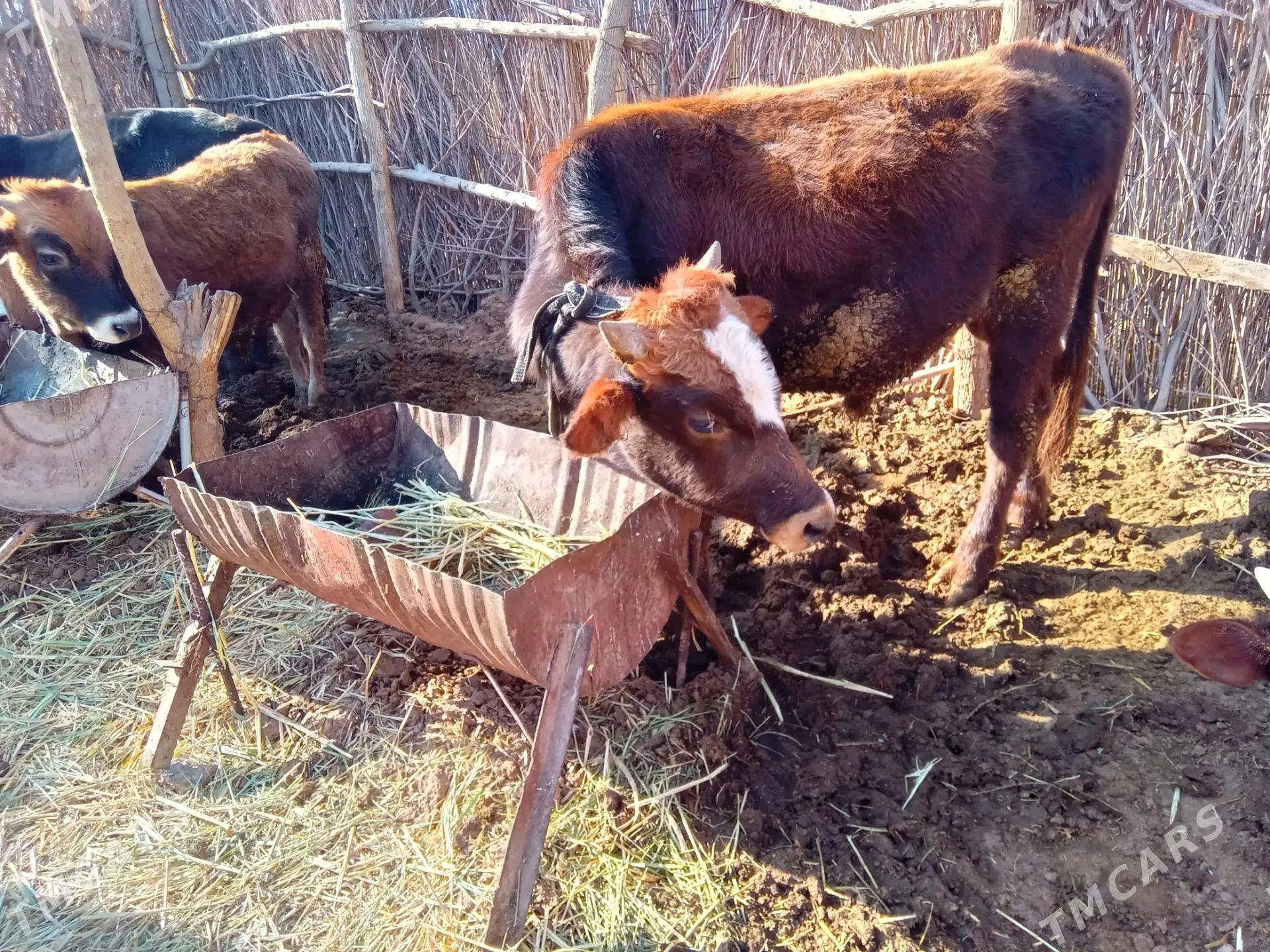 öküz - Бабадайхан - img 2