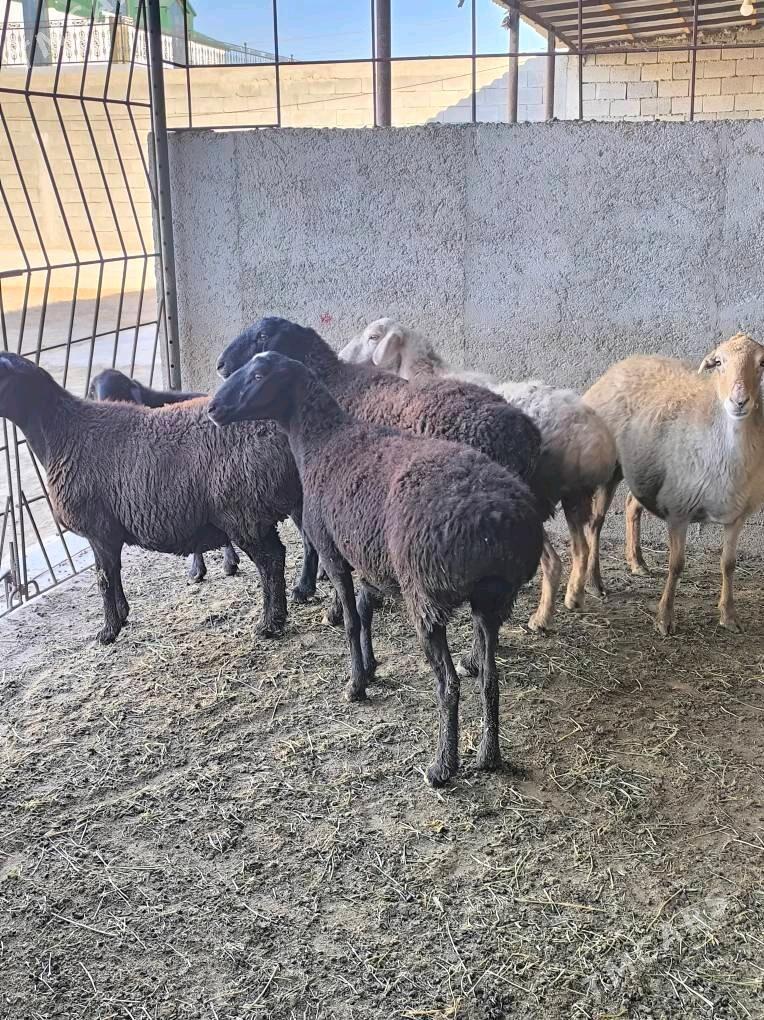 GÌSAR GOÝUN - Änew - img 9