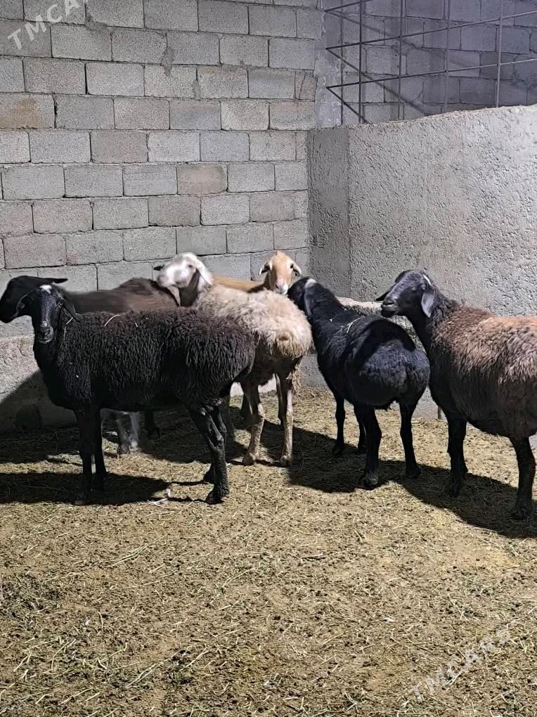 GÌSAR GOÝUN - Änew - img 5