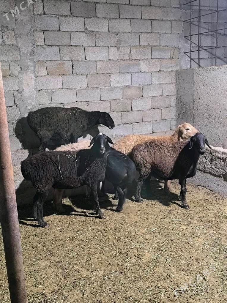 GÌSAR GOÝUN - Änew - img 6