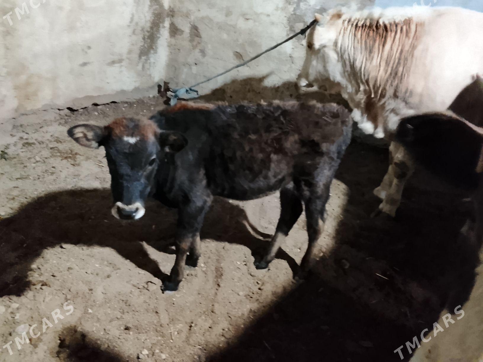 sygyr - Балканабат - img 1