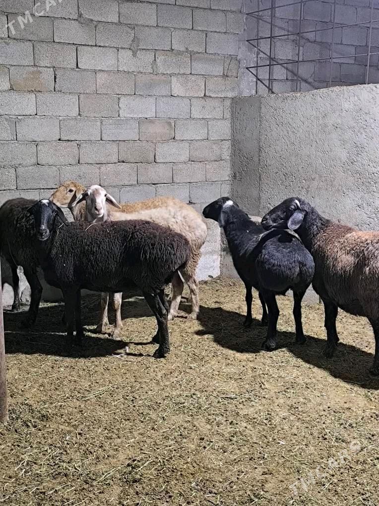 GÌSAR GOÝUN - Änew - img 4