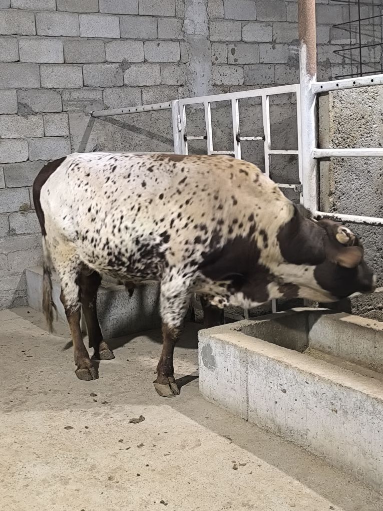 OKZ BAKYLAN - Änew - img 3