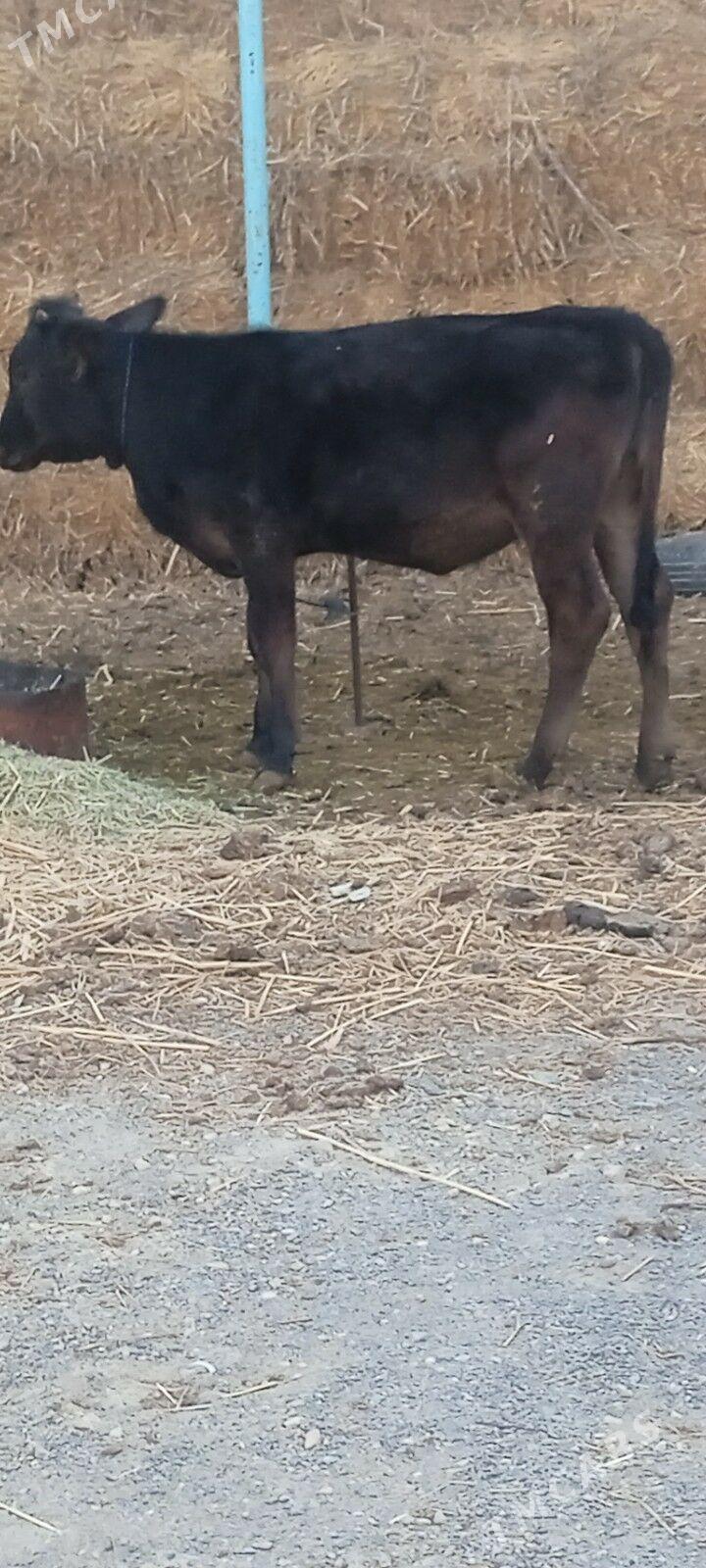 2 tüwe - Бахарден - img 2