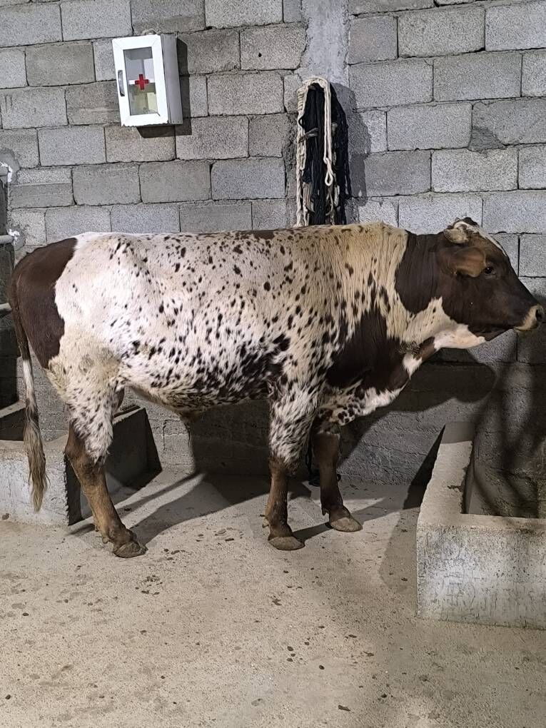 OKZ BAKYLAN - Änew - img 8