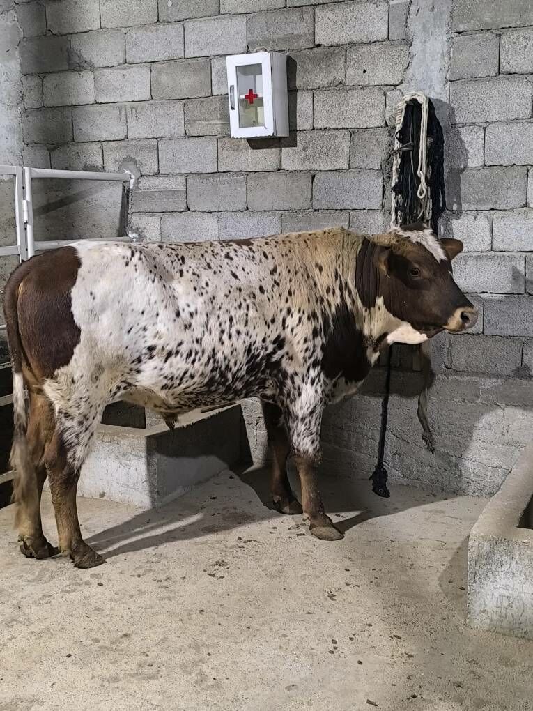 OKZ BAKYLAN - Änew - img 7