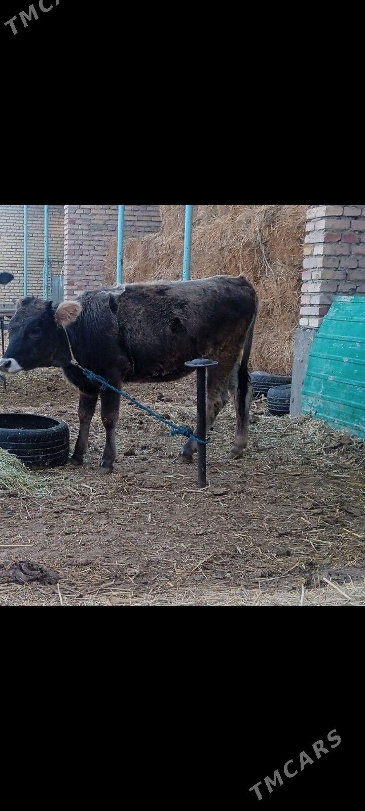 2 tüwe - Бахарден - img 1