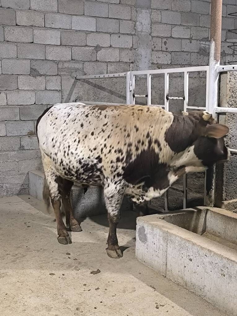 OKZ BAKYLAN - Änew - img 10