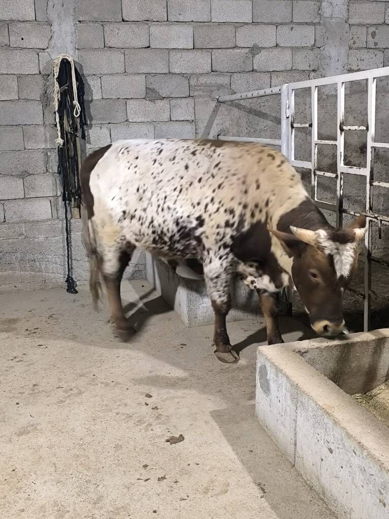 OKZ BAKYLAN - Änew - img 9