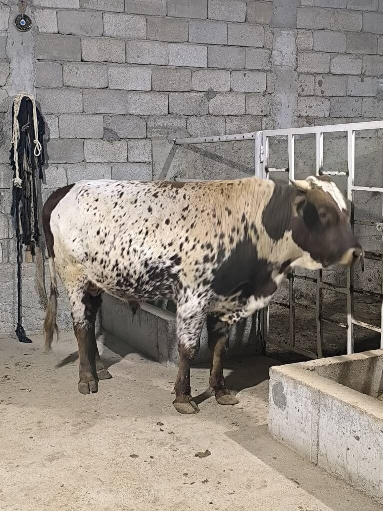 OKZ BAKYLAN - Änew - img 5