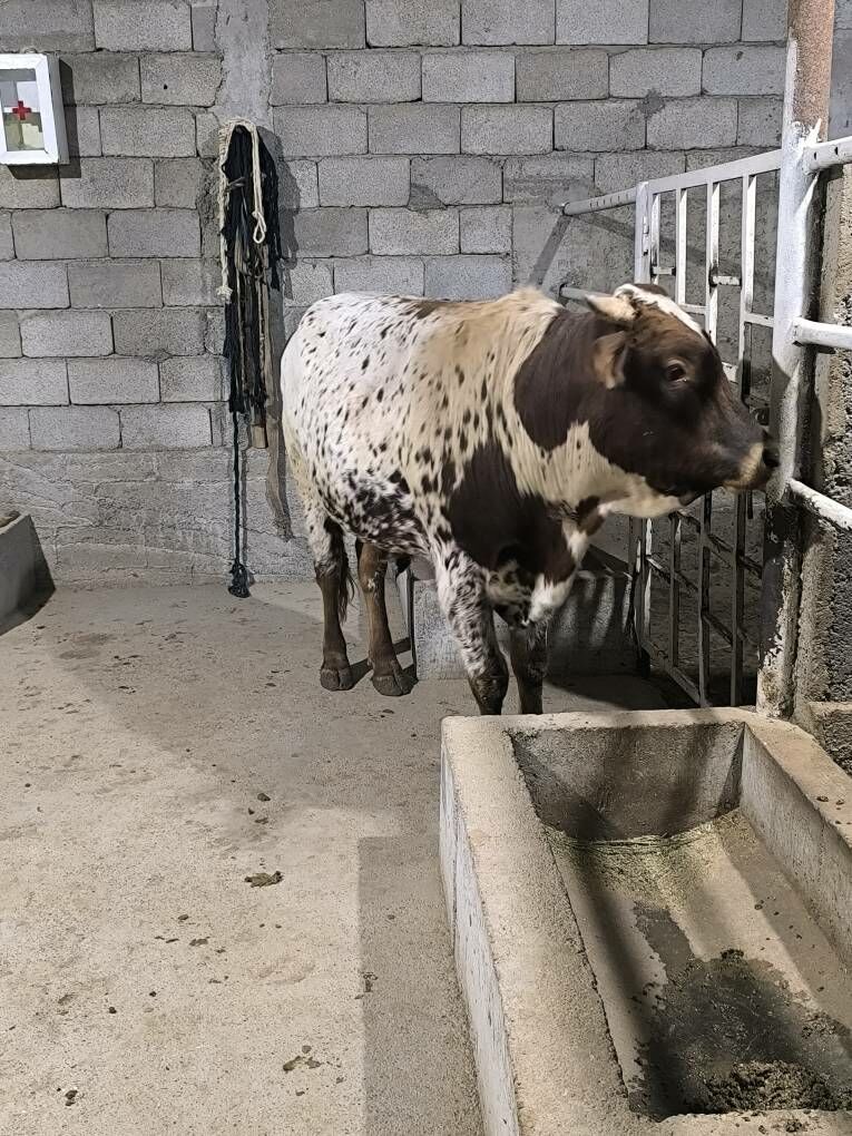 OKZ BAKYLAN - Änew - img 2