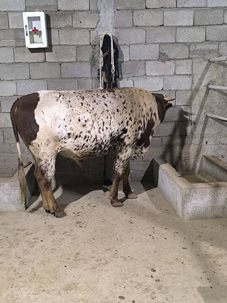 OKZ BAKYLAN - Änew - img 6