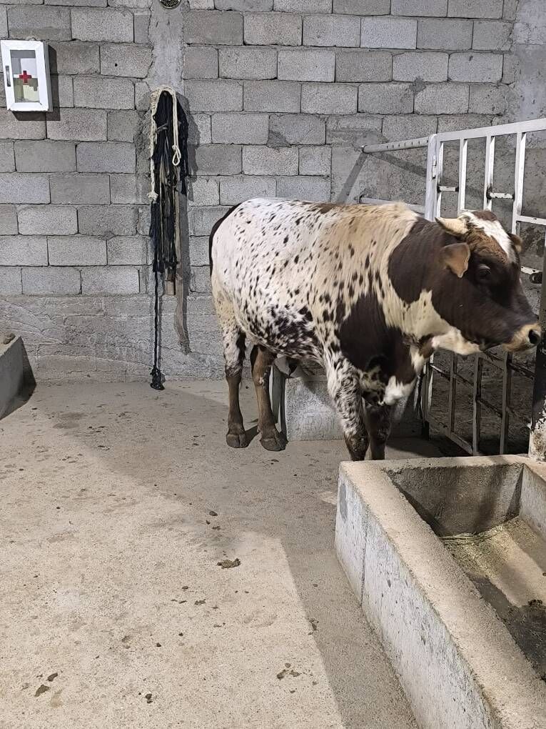 OKZ BAKYLAN - Änew - img 1