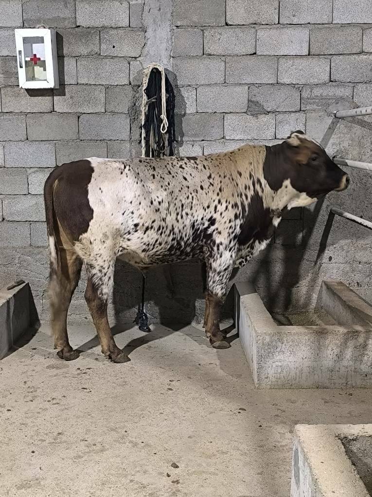 OKZ BAKYLAN - Änew - img 4