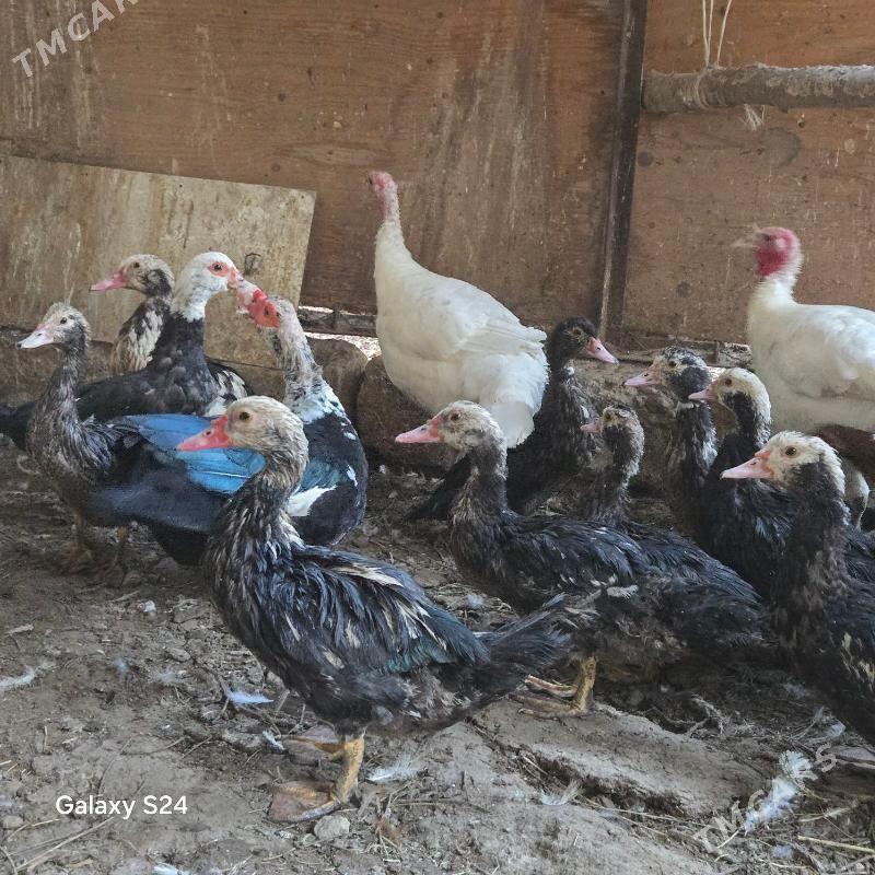 imdautka - Aşgabat - img 2