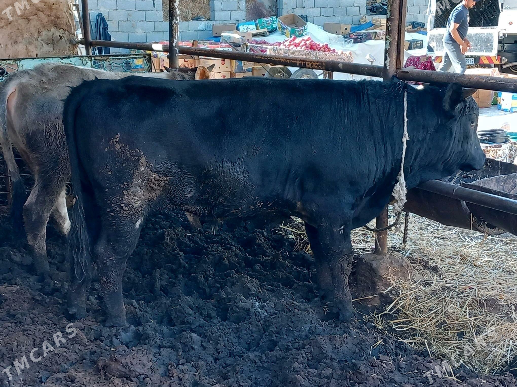 3sany Okuz. - Büzmeýin - img 7