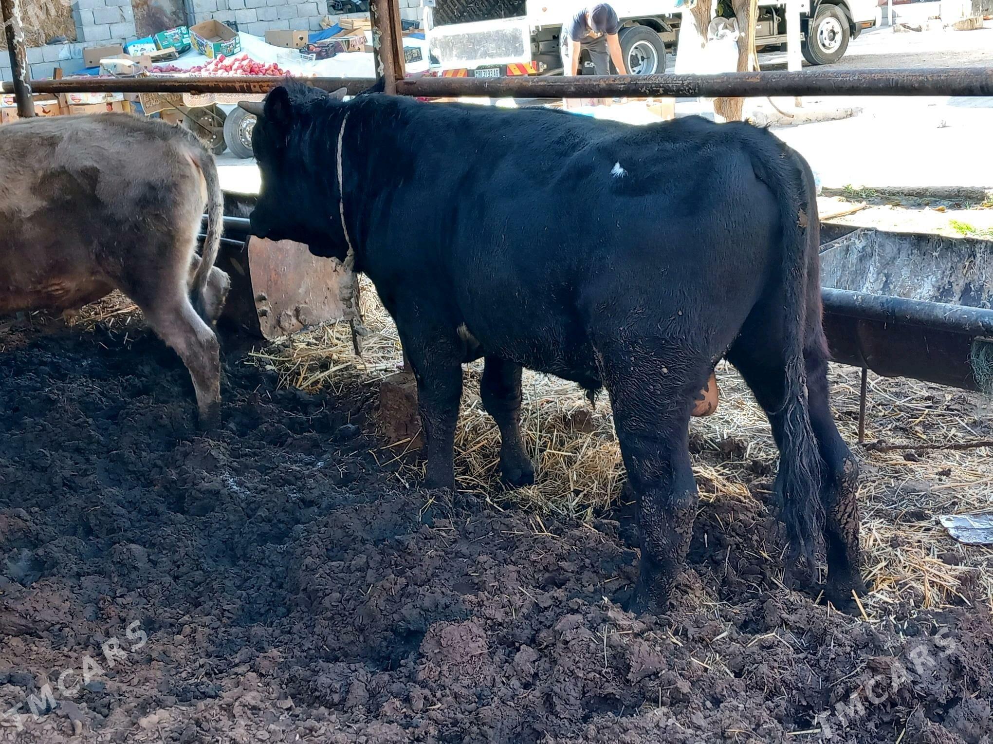 3sany Okuz. - Büzmeýin - img 5