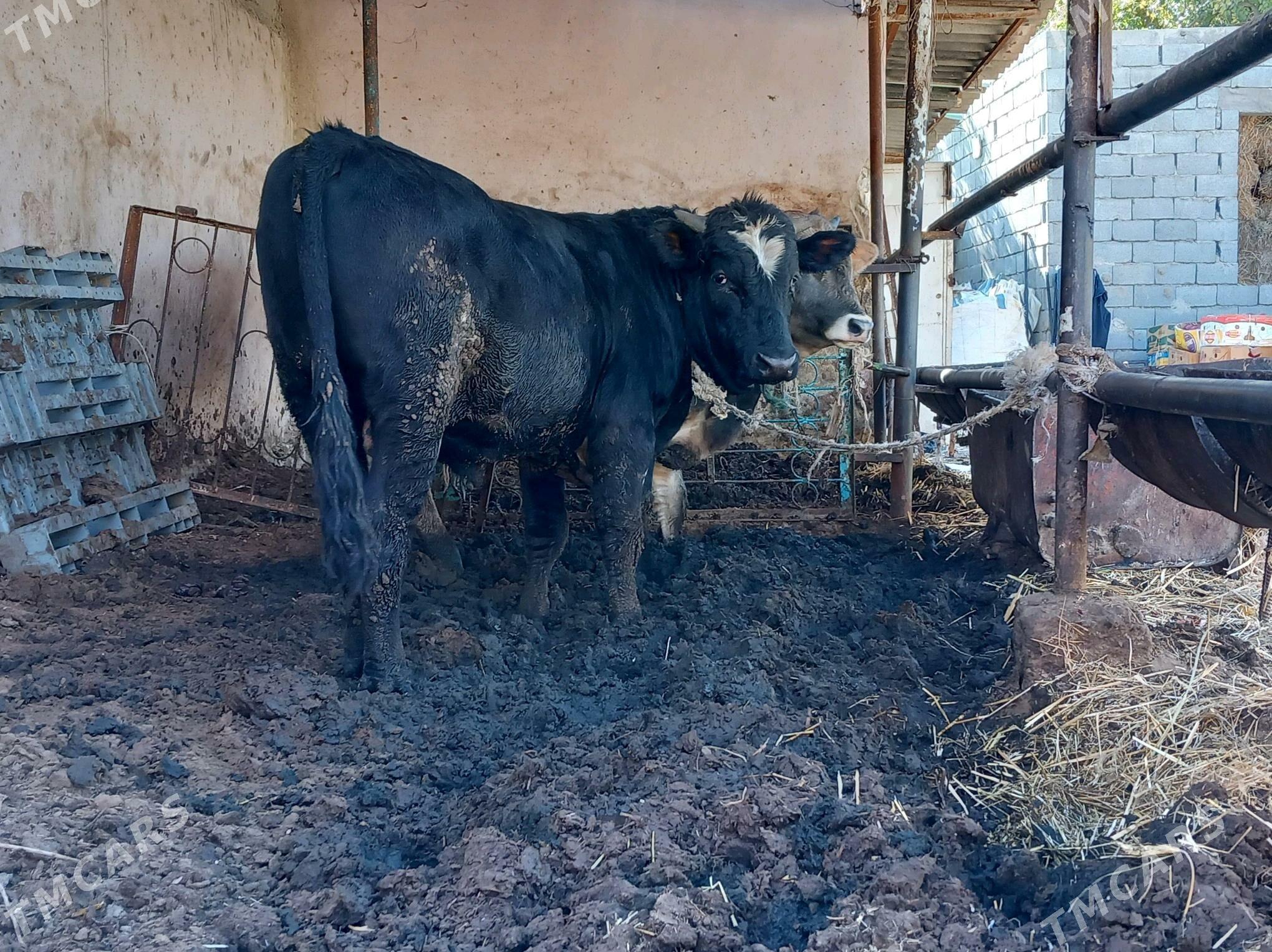 3sany Okuz. - Büzmeýin - img 6