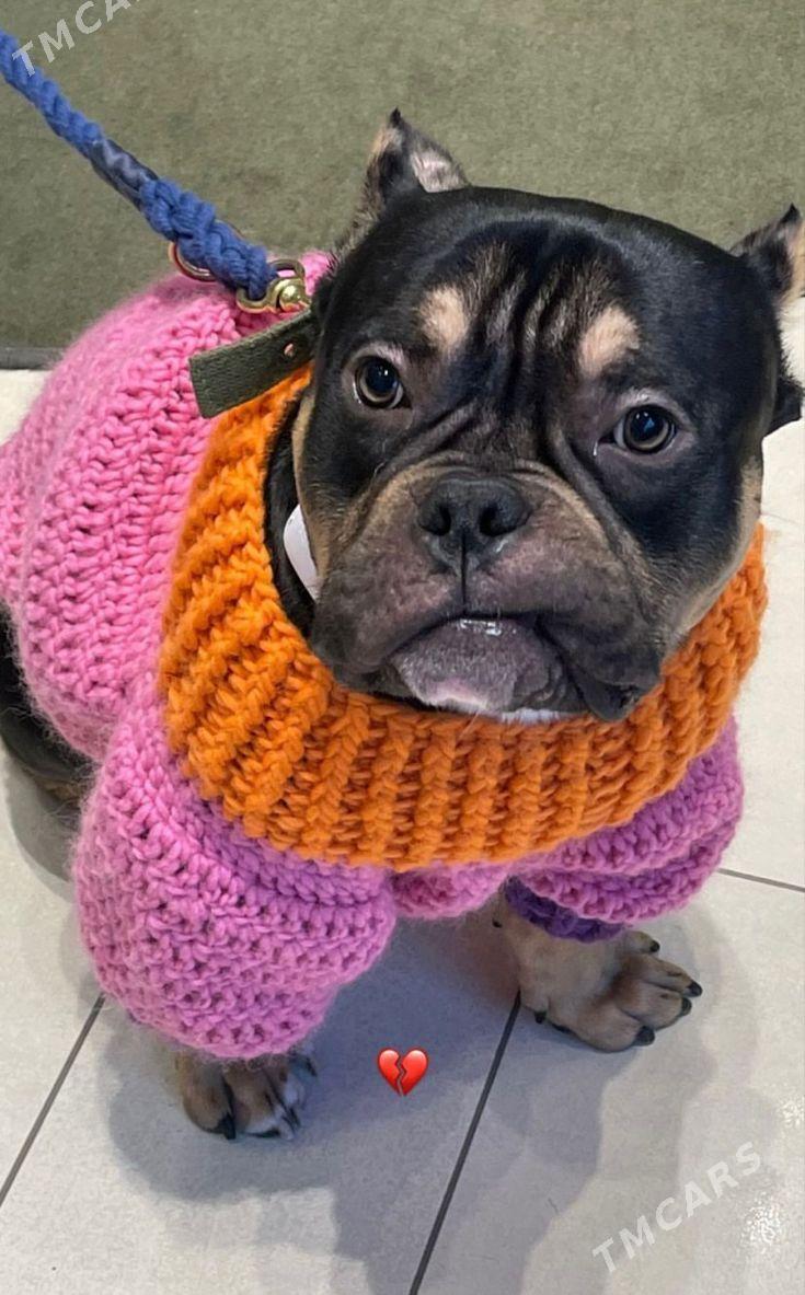 Вязаная одежда для питомцев ​ - Parahat 3 - img 2