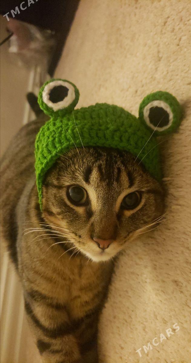 Вязаная одежда для питомцев ​ - Parahat 3 - img 9