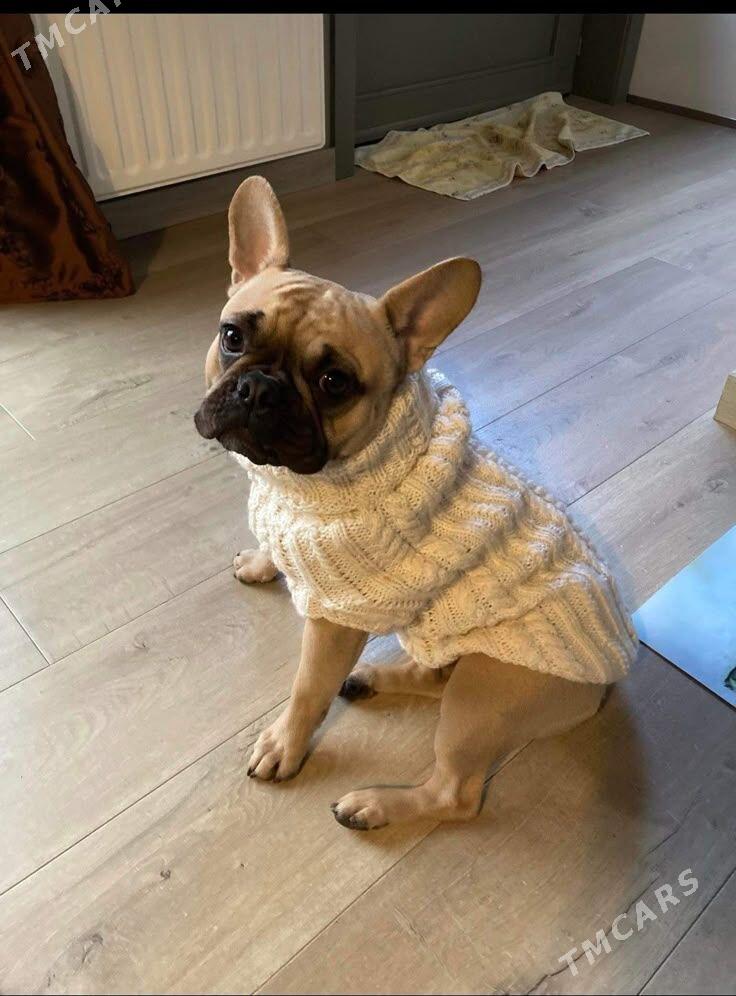 Вязаная одежда для питомцев ​ - Parahat 3 - img 7