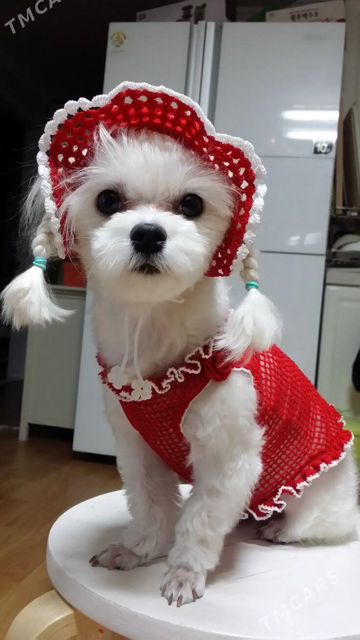 Вязаная одежда для питомцев ​ - Parahat 3 - img 8