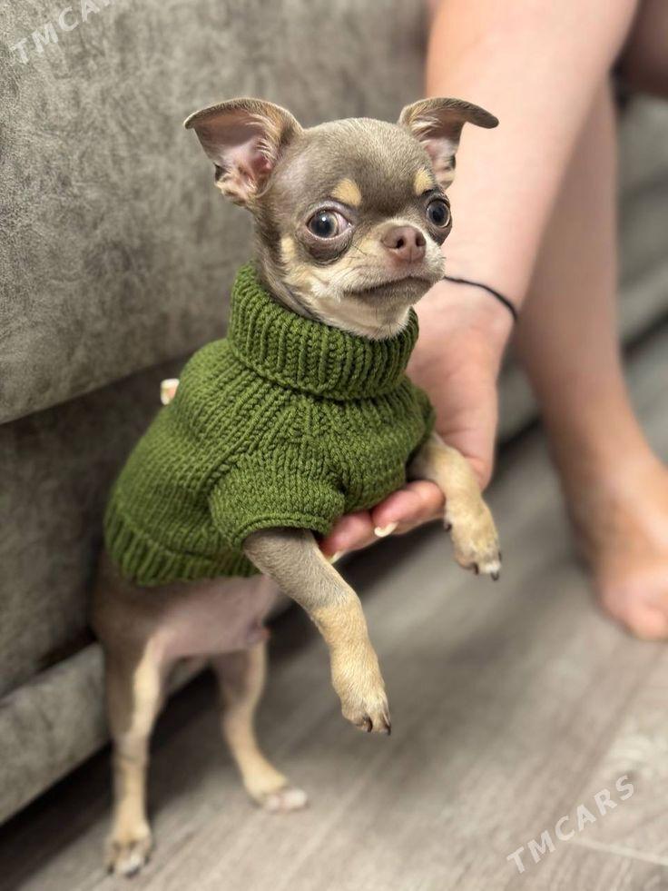 Вязаная одежда для питомцев ​ - Parahat 3 - img 6